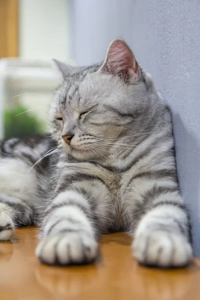 American shorthair rolled around on the table — Stock Photo, Image