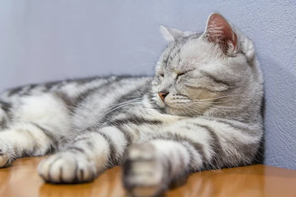 American shorthair rolled around on the table — Stock Photo, Image