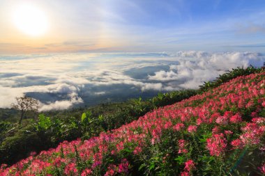yüksek Dağı'nda sis deniz 