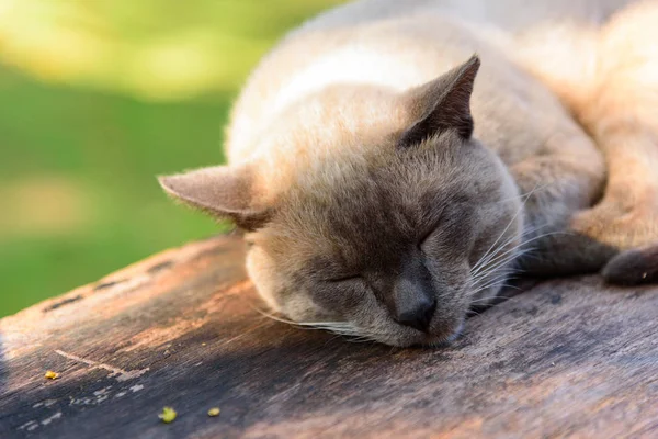 Brown Cat Sleeping Wood Plate Thai Cat — Stock Photo, Image