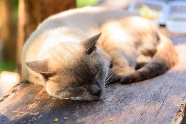 Brown Cat Sleeping Wood Plate Thai Cat — Stock Photo, Image