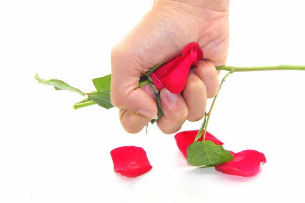 Сжать Розу Горстью Горсть Красной Розы — стоковое фото