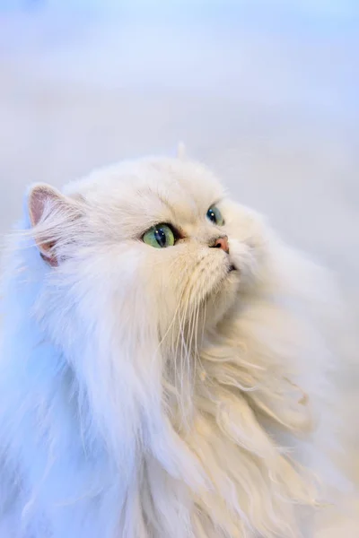 Gatos Brancos Persas Mesa — Fotografia de Stock