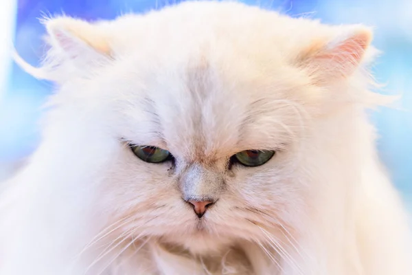 Белые Персидские Кошки Столе — стоковое фото