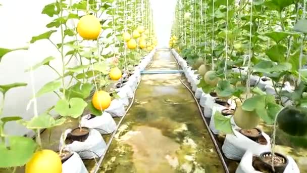 Wandern Frischer Melone Gewächshaus — Stockvideo