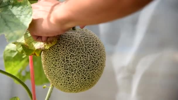 Człowiek Zbierający Melona Farmy — Wideo stockowe