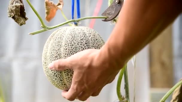 Człowiek Zbierający Melona Farmy — Wideo stockowe