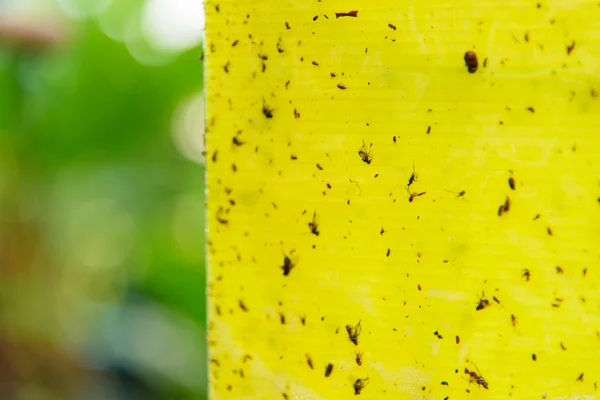 Böcek Tuzağı Sarı Yapıştırıcı Tahta Kapanı — Stok fotoğraf