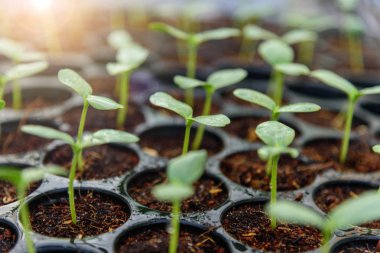 Çocuk sehpasında fidan