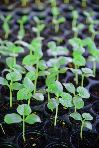 Sapling Gyerektálcán — Stock Fotó