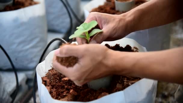Man Plant Sapling Crop Bags — Stock Video