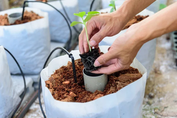 Plant Sapling Crop Bags — Stock Photo, Image