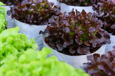 Çiftlikteki taze kırmızı meşeye yakın.