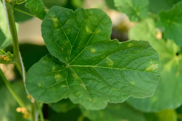Downy mildew in melon tree — Stock Image Downy Mildew Melon Tree Royalty Free Stock Images