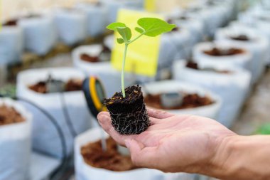 Fidanı hasat poşetine yerleştir.