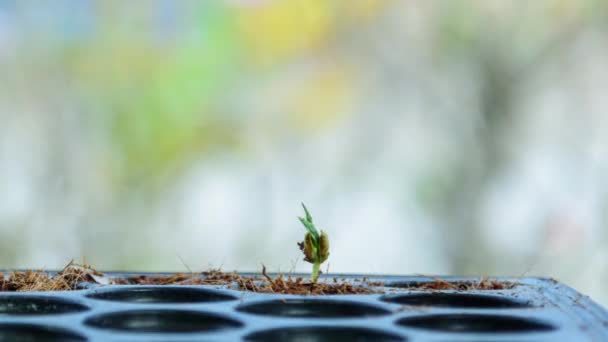 Time Lapse Sapling Crecer Bandeja — Vídeos de Stock