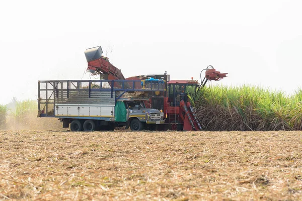 Cosecha Caña Azúcar Por Cosechadora Caña Azúcar —  Fotos de Stock