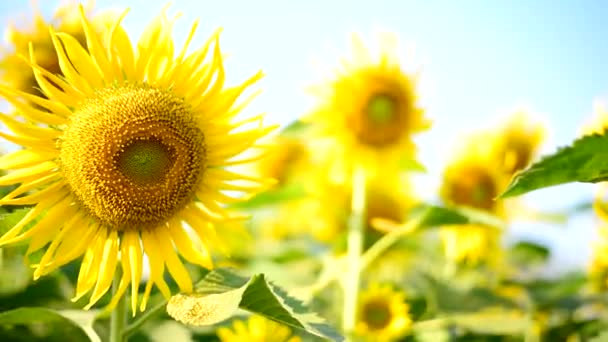 Panning View Fresh Sunflower Blue Sky Sunshine Day — Stock Video