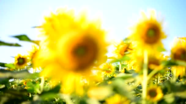 在阳光明媚的日子里 把注意力转向蓝天的新鲜向日葵 — 图库视频影像