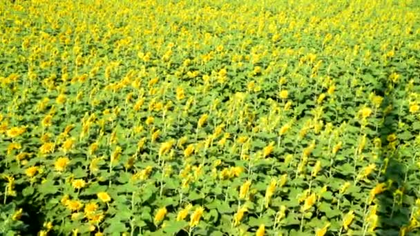Vue panoramique du champ de tournesol  