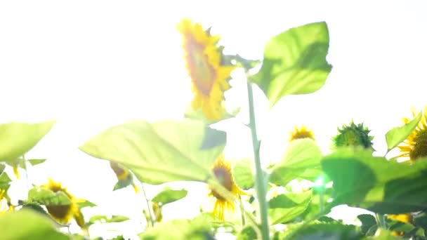 Turn Focus Fresh Sunflower Blue Sky Sunshine Day — Stock Video