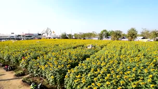 Nakhonpathom Thailandia Gen 2020 Panning Ampia Vista Del Campo Girasole — Video Stock