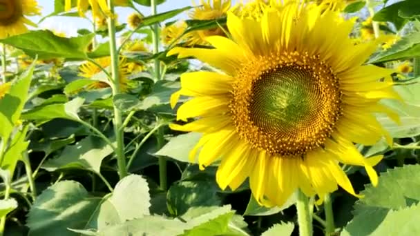 Girasole Fresco Con Cielo Blu Giorno Luce Del Sole — Video Stock