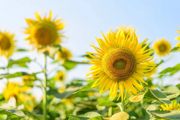 Verse Zonnebloem Met Blauwe Hemel Zonnige Dag — Stockfoto