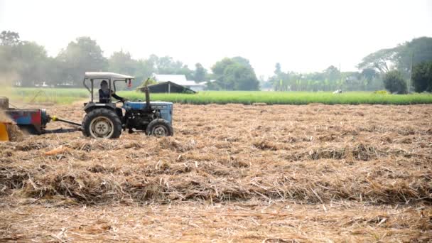 Sockerrörsblad Komprimeras Med Traktor — Stockvideo