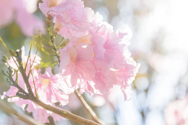 Rosa Trompetenbaumreihe Mit Nebel Bei Sonnenaufgang Rosa Trompete Bei Sonnenaufgang — Stockfoto