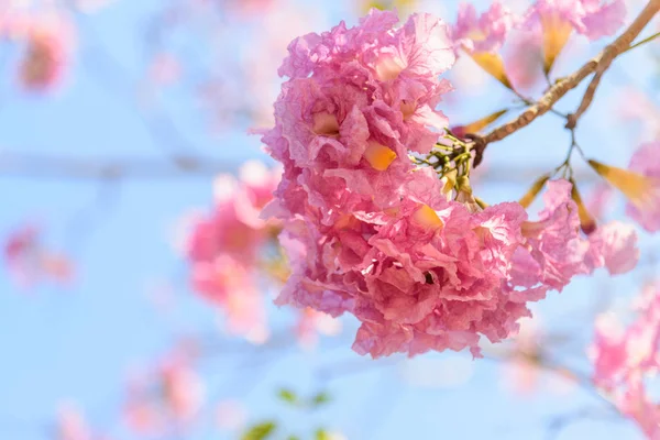 Pembe Tecoma Çiçek Parkta — Stok fotoğraf