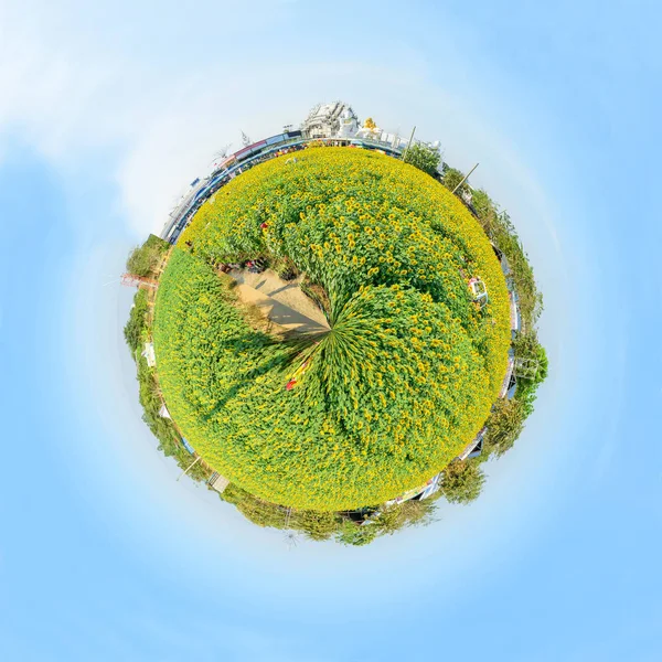 Cirkel Panorama Färsk Solros Med Blå Himmel — Stockfoto