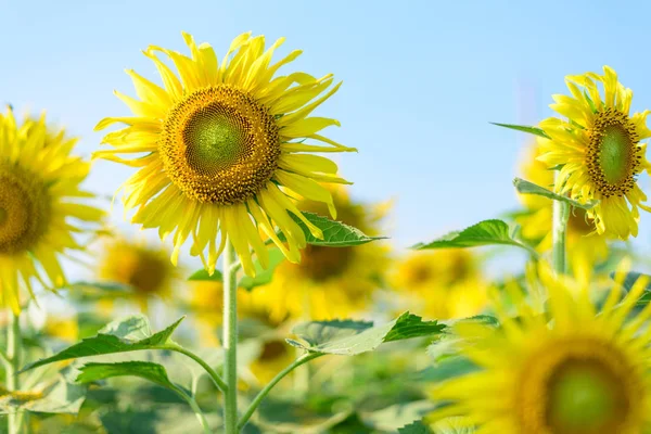 Verse Zonnebloem Met Blauwe Hemel Zonnige Dag — Stockfoto