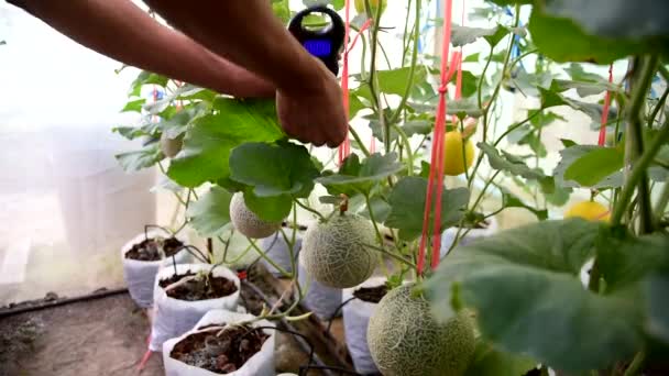 在农场里用便携式Digial秤衡量新鲜甜瓜重量 — 图库视频影像