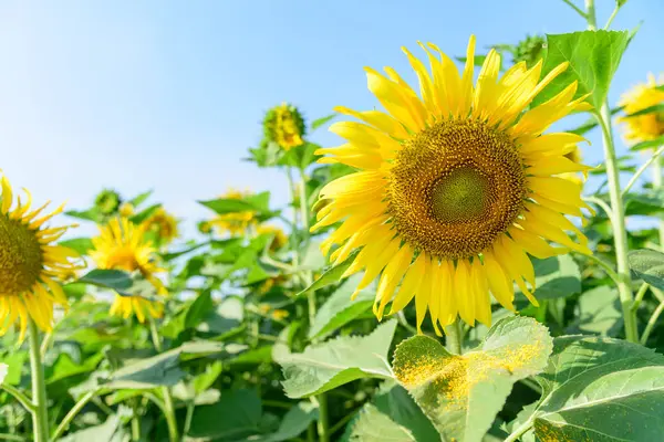 Verse Zonnebloem Met Blauwe Hemel Zonnige Dag — Stockfoto