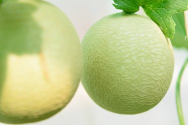 Serada yumuşak odaktan taze kavuna