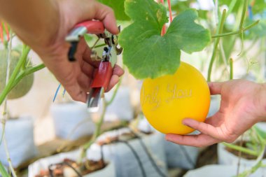 Çiftlikten kavun toplayan adam.