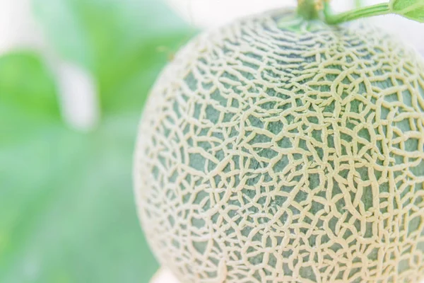 Närbild Till Grön Färsk Melon Växthus — Stockfoto