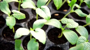 Çocuk sehpasında fidan