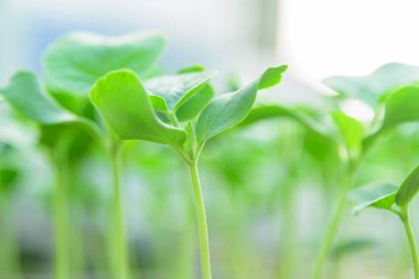 Kreş tepsisindeki yeşil kavun fidanı