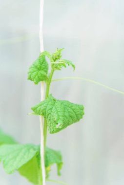 Kavun ağacı virüs hastalığına yakalandı.
