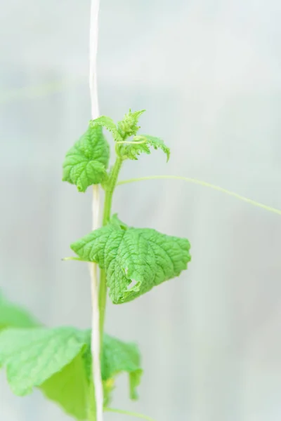 Melon tree infected the virus disease — Stock Image Melon Tree Infected Virus Disease Royalty Free Stock Photos