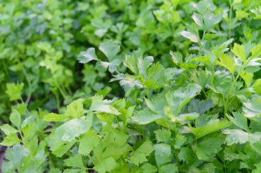 Taze yeşil kereviz tarlası