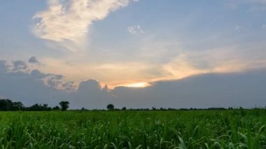 Gün batımında şeker kamışı tarlasının gece gündüz süreleri