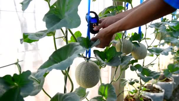 Utilice Balanza Digial Portátil Para Peso Fresco Del Melón Granja — Vídeo de stock