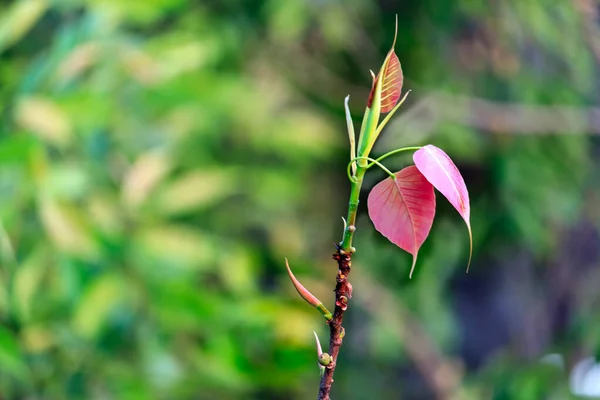 Selektivt Fokus Några Färgglada Spirande Blad Med Suddig Bakgrund — Stockfoto