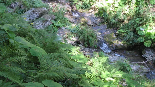 Река Парке Водопадов Менделиха Роза Хутор Сочи — стоковое фото