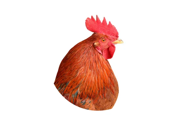 Gallo cabeza de cerca con peine rojo sobre fondo blanco —  Fotos de Stock