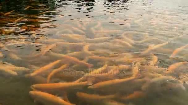 Goldforelle in einer Fischzucht, schwimmt im dunklen Wasser — Stockvideo