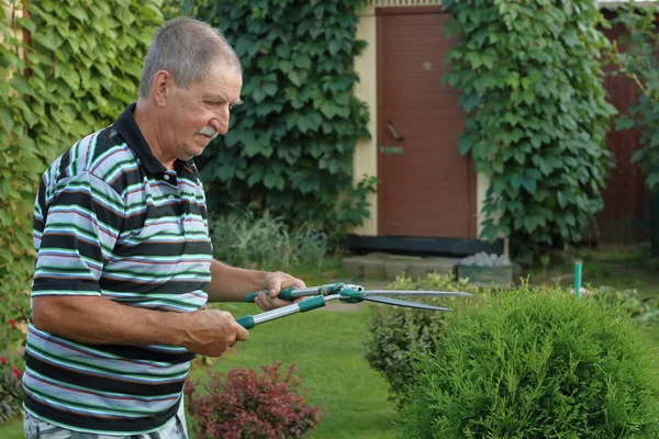 Uomo anziano taglio piante da giardino in giardino — Foto Stock